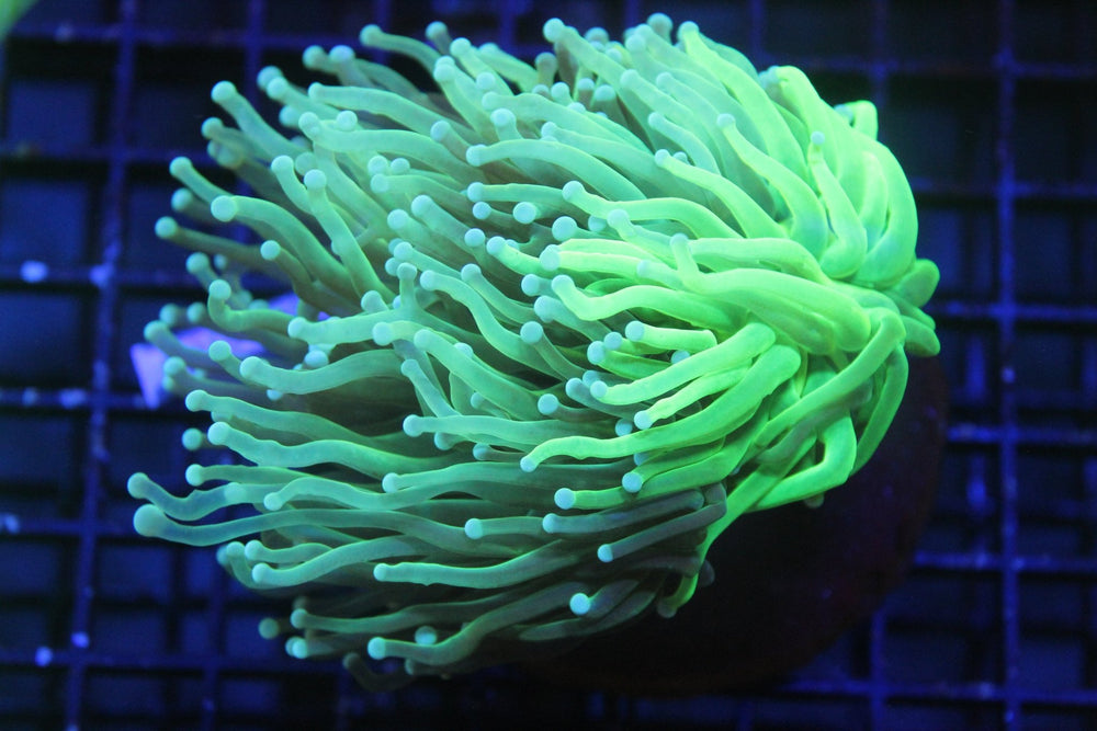 wholesale_coral - saltwater_fish saltwater_coral - rare corals - coralsdepot - Corals_Depot - live_corals - eye - catching - coral quality_marine_fish - quality - marine discoun