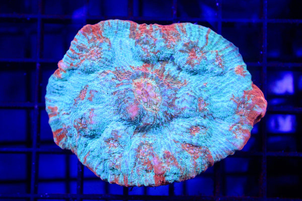 wholesale_coral - saltwater_fish saltwater_coral - rare corals - coralsdepot - Corals_Depot - live_corals - eye - catching - coral quality_marine_fish - quality - marine discoun