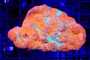 wholesale_coral - saltwater_fish saltwater_coral - rare corals - coralsdepot - Corals_Depot - live_corals - eye - catching - coral quality_marine_fish - quality - marine discoun