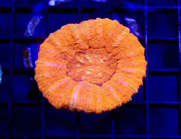wholesale_coral - saltwater_fish saltwater_coral - rare corals - coralsdepot - Corals_Depot - live_corals - eye - catching - coral quality_marine_fish - quality - marine discoun