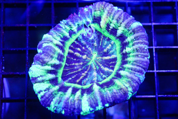 wholesale_coral - saltwater_fish saltwater_coral - rare corals - coralsdepot - Corals_Depot - live_corals - eye - catching - coral quality_marine_fish - quality - marine discoun