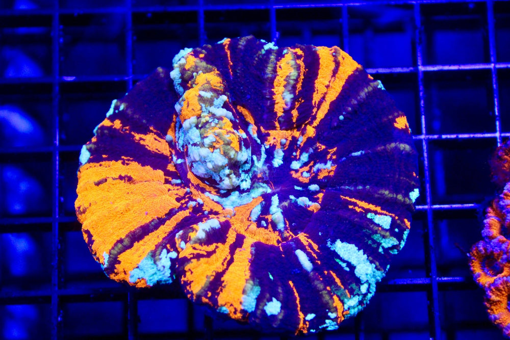 wholesale_coral - saltwater_fish saltwater_coral - rare corals - coralsdepot - Corals_Depot - live_corals - eye - catching - coral quality_marine_fish - quality - marine discoun