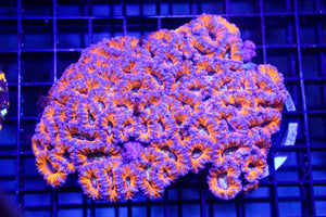 wholesale_coral - saltwater_fish saltwater_coral - rare corals - coralsdepot - Corals_Depot - live_corals - eye - catching - coral quality_marine_fish - quality - marine discoun
