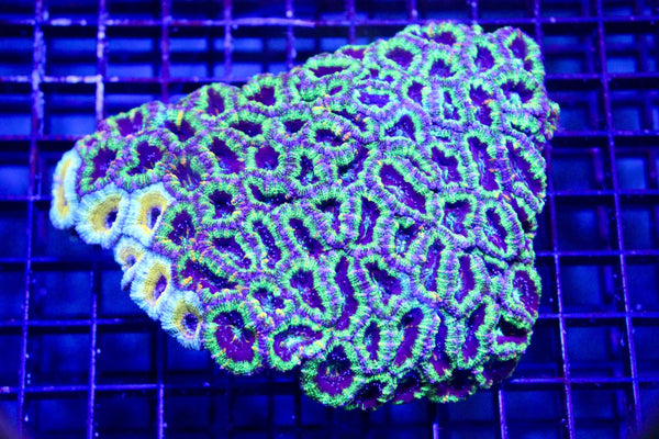 wholesale_coral - saltwater_fish saltwater_coral - rare corals - coralsdepot - Corals_Depot - live_corals - eye - catching - coral quality_marine_fish - quality - marine discoun