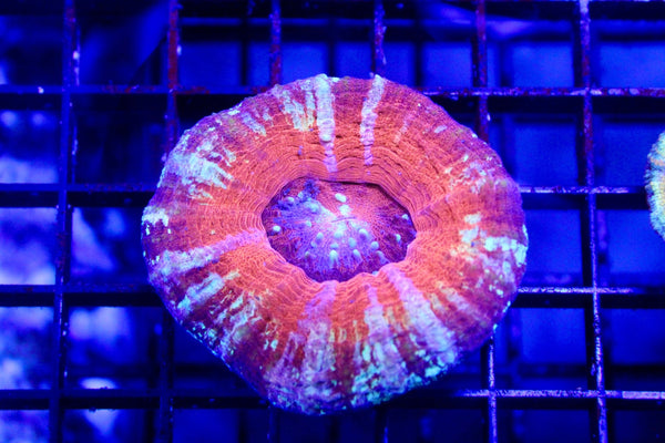 wholesale_coral - saltwater_fish saltwater_coral - rare corals - coralsdepot - Corals_Depot - live_corals - eye - catching - coral quality_marine_fish - quality - marine discoun