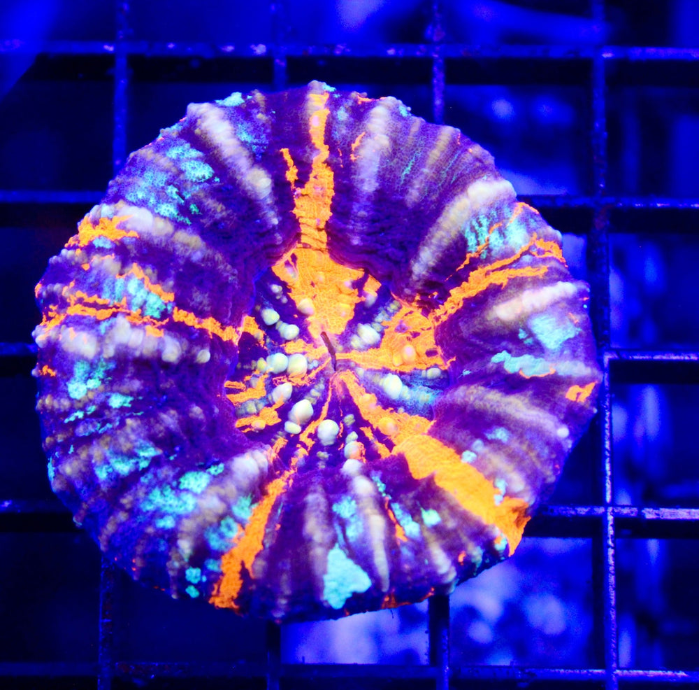 wholesale_coral - saltwater_fish saltwater_coral - rare corals - coralsdepot - Corals_Depot - live_corals - eye - catching - coral quality_marine_fish - quality - marine discoun