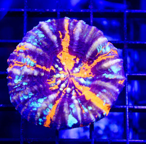 wholesale_coral - saltwater_fish saltwater_coral - rare corals - coralsdepot - Corals_Depot - live_corals - eye - catching - coral quality_marine_fish - quality - marine discoun