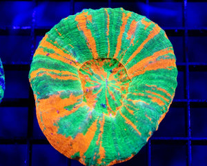 wholesale_coral - saltwater_fish saltwater_coral - rare corals - coralsdepot - Corals_Depot - live_corals - eye - catching - coral quality_marine_fish - quality - marine discoun