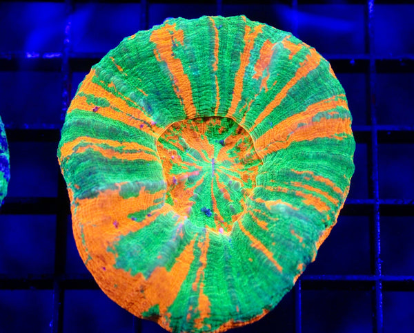 wholesale_coral - saltwater_fish saltwater_coral - rare corals - coralsdepot - Corals_Depot - live_corals - eye - catching - coral quality_marine_fish - quality - marine discoun