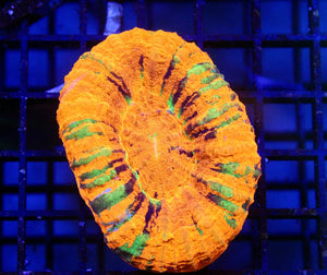 wholesale_coral - saltwater_fish saltwater_coral - rare corals - coralsdepot - Corals_Depot - live_corals - eye - catching - coral quality_marine_fish - quality - marine discoun