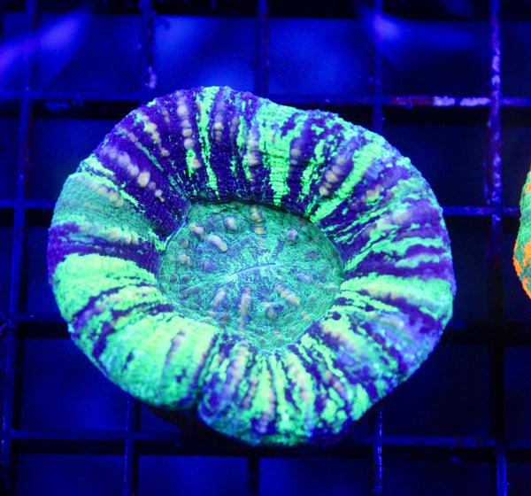 wholesale_coral - saltwater_fish saltwater_coral - rare corals - coralsdepot - Corals_Depot - live_corals - eye - catching - coral quality_marine_fish - quality - marine discoun