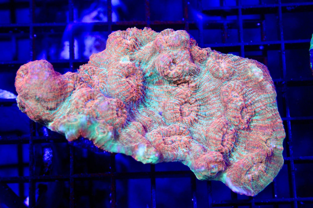 wholesale_coral - saltwater_fish saltwater_coral - rare corals - coralsdepot - Corals_Depot - live_corals - eye - catching - coral quality_marine_fish - quality - marine discoun