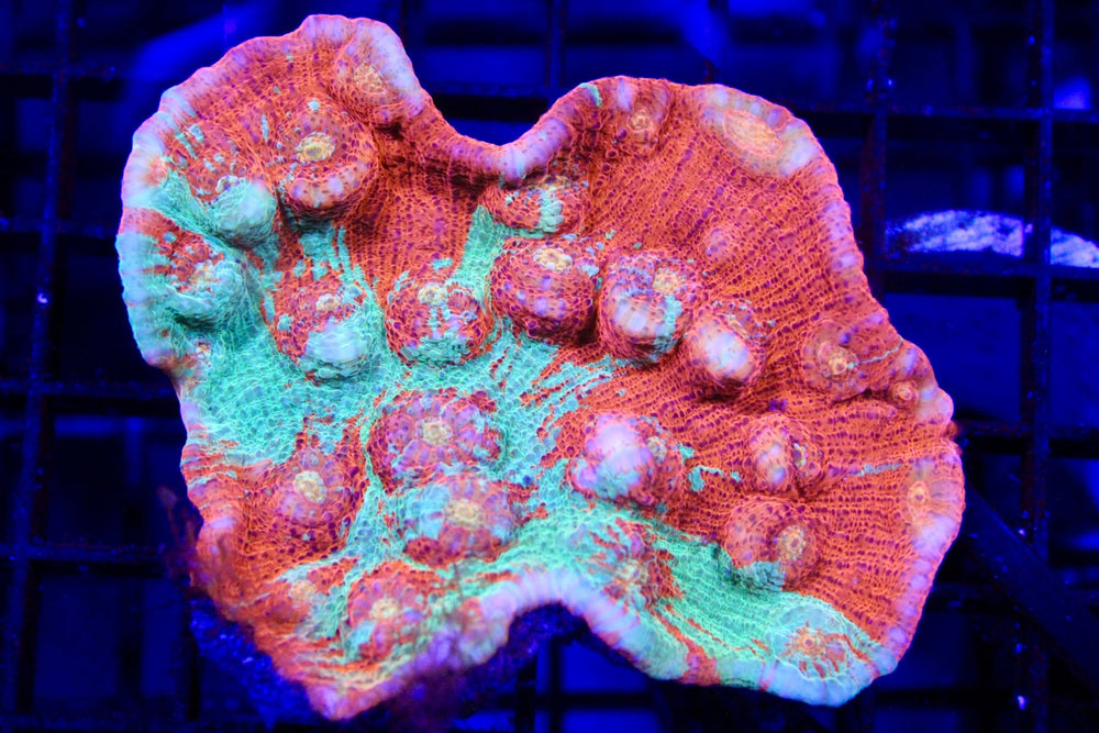 wholesale_coral - saltwater_fish saltwater_coral - rare corals - coralsdepot - Corals_Depot - live_corals - eye - catching - coral quality_marine_fish - quality - marine discoun