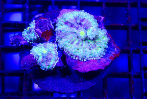 wholesale_coral - saltwater_fish saltwater_coral - rare corals - coralsdepot - Corals_Depot - live_corals - eye - catching - coral quality_marine_fish - quality - marine discoun