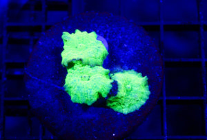wholesale_coral - saltwater_fish saltwater_coral - rare corals - coralsdepot - Corals_Depot - live_corals - eye - catching - coral quality_marine_fish - quality - marine discoun