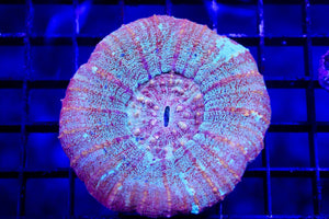 wholesale_coral - saltwater_fish saltwater_coral - rare corals - coralsdepot - Corals_Depot - live_corals - eye - catching - coral quality_marine_fish - quality - marine discoun