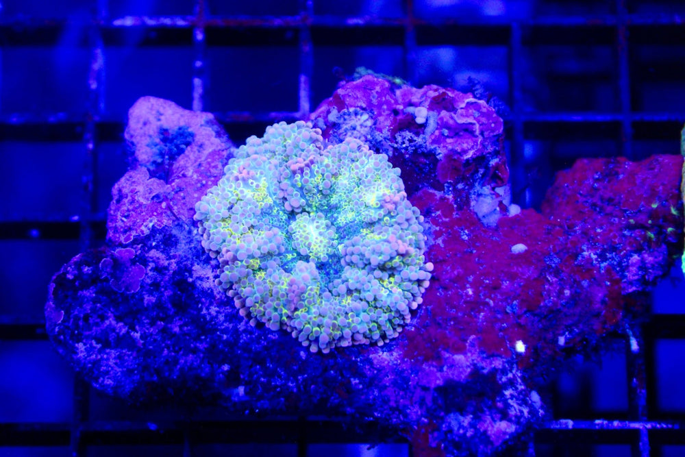 wholesale_coral - saltwater_fish saltwater_coral - rare corals - coralsdepot - Corals_Depot - live_corals - eye - catching - coral quality_marine_fish - quality - marine discoun