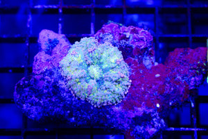 wholesale_coral - saltwater_fish saltwater_coral - rare corals - coralsdepot - Corals_Depot - live_corals - eye - catching - coral quality_marine_fish - quality - marine discoun