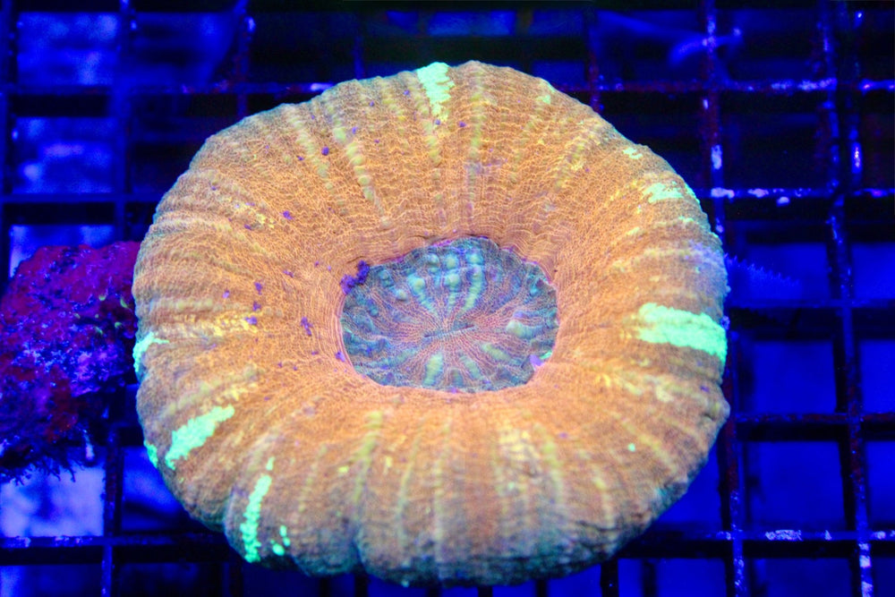 wholesale_coral - saltwater_fish saltwater_coral - rare corals - coralsdepot - Corals_Depot - live_corals - eye - catching - coral quality_marine_fish - quality - marine discoun