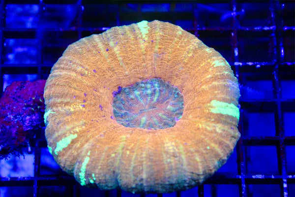 wholesale_coral - saltwater_fish saltwater_coral - rare corals - coralsdepot - Corals_Depot - live_corals - eye - catching - coral quality_marine_fish - quality - marine discoun