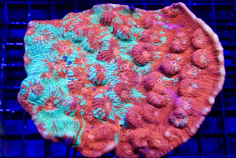 wholesale_coral - saltwater_fish saltwater_coral - rare corals - coralsdepot - Corals_Depot - live_corals - eye - catching - coral quality_marine_fish - quality - marine discoun