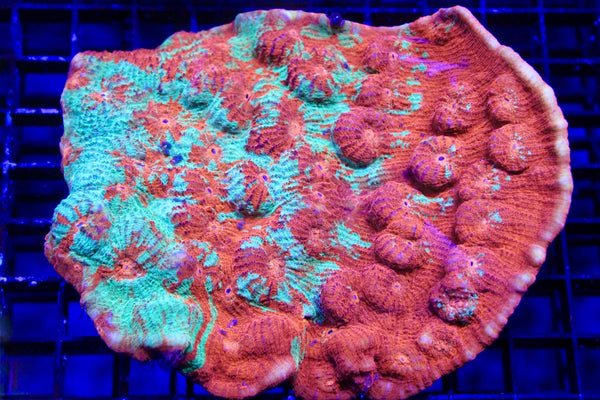 wholesale_coral - saltwater_fish saltwater_coral - rare corals - coralsdepot - Corals_Depot - live_corals - eye - catching - coral quality_marine_fish - quality - marine discoun