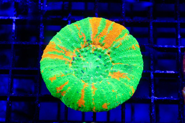 wholesale_coral - saltwater_fish saltwater_coral - rare corals - coralsdepot - Corals_Depot - live_corals - eye - catching - coral quality_marine_fish - quality - marine discoun
