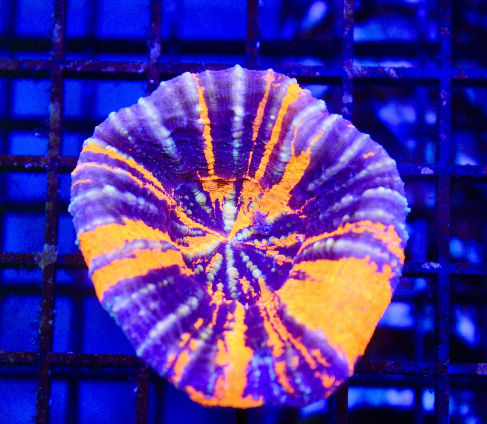 wholesale_coral - saltwater_fish saltwater_coral - rare corals - coralsdepot - Corals_Depot - live_corals - eye - catching - coral quality_marine_fish - quality - marine discoun