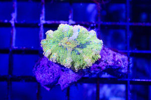 wholesale_coral - saltwater_fish saltwater_coral - rare corals - coralsdepot - Corals_Depot - live_corals - eye - catching - coral quality_marine_fish - quality - marine discoun