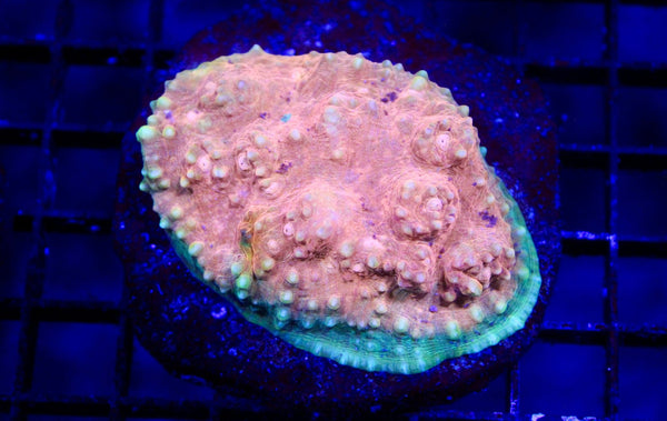 wholesale_coral - saltwater_fish saltwater_coral - rare corals - coralsdepot - Corals_Depot - live_corals - eye - catching - coral quality_marine_fish - quality - marine discoun