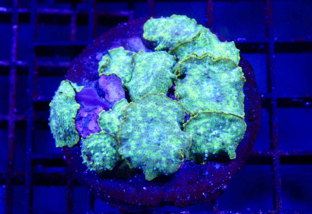 wholesale_coral - saltwater_fish saltwater_coral - rare corals - coralsdepot - Corals_Depot - live_corals - eye - catching - coral quality_marine_fish - quality - marine discoun