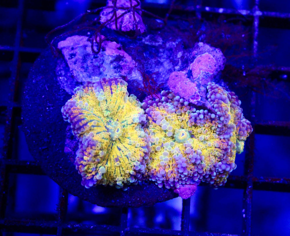 wholesale_coral - saltwater_fish saltwater_coral - rare corals - coralsdepot - Corals_Depot - live_corals - eye - catching - coral quality_marine_fish - quality - marine discoun