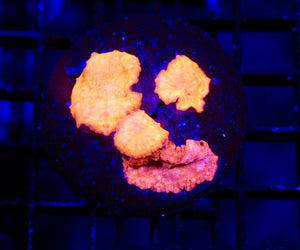 wholesale_coral - saltwater_fish saltwater_coral - rare corals - coralsdepot - Corals_Depot - live_corals - eye - catching - coral quality_marine_fish - quality - marine discoun