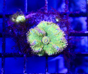 wholesale_coral - saltwater_fish saltwater_coral - rare corals - coralsdepot - Corals_Depot - live_corals - eye - catching - coral quality_marine_fish - quality - marine discoun