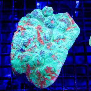 wholesale_coral - saltwater_fish saltwater_coral - rare corals - coralsdepot - Corals_Depot - live_corals - eye - catching - coral quality_marine_fish - quality - marine discoun