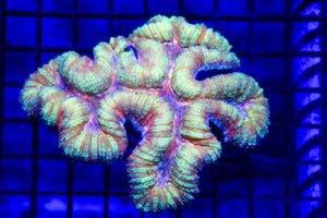 wholesale_coral - saltwater_fish saltwater_coral - rare corals - coralsdepot - Corals_Depot - live_corals - eye - catching - coral quality_marine_fish - quality - marine discoun