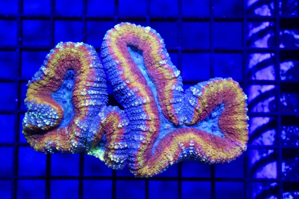 wholesale_coral - saltwater_fish saltwater_coral - rare corals - coralsdepot - Corals_Depot - live_corals - eye - catching - coral quality_marine_fish - quality - marine discoun