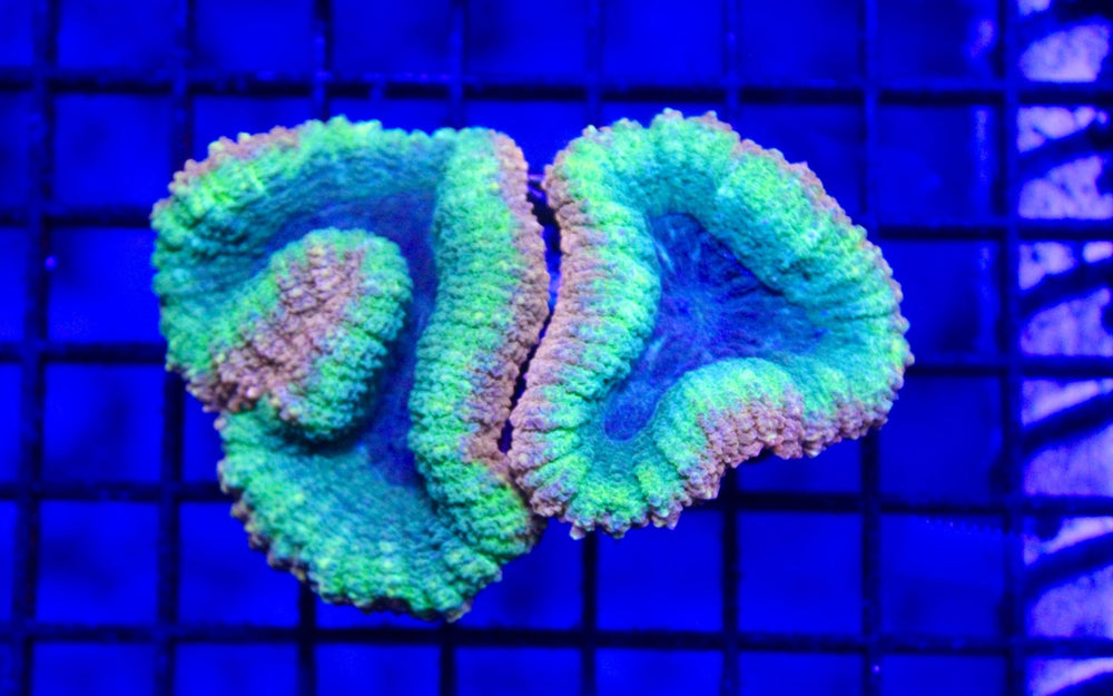 wholesale_coral - saltwater_fish saltwater_coral - rare corals - coralsdepot - Corals_Depot - live_corals - eye - catching - coral quality_marine_fish - quality - marine discoun