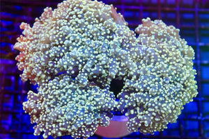 wholesale_coral - saltwater_fish saltwater_coral - rare corals - coralsdepot - Corals_Depot - live_corals - eye - catching - coral quality_marine_fish - quality - marine discoun