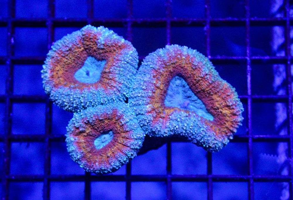 wholesale_coral - saltwater_fish saltwater_coral - rare corals - coralsdepot - Corals_Depot - live_corals - eye - catching - coral quality_marine_fish - quality - marine discoun