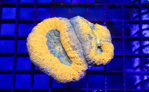 wholesale_coral - saltwater_fish saltwater_coral - rare corals - coralsdepot - Corals_Depot - live_corals - eye - catching - coral quality_marine_fish - quality - marine discoun