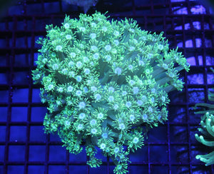 wholesale_coral - saltwater_fish saltwater_coral - rare corals - coralsdepot - Corals_Depot - live_corals - eye - catching - coral quality_marine_fish - quality - marine discoun