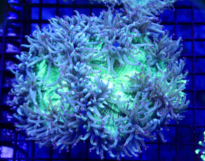 wholesale_coral - saltwater_fish saltwater_coral - rare corals - coralsdepot - Corals_Depot - live_corals - eye - catching - coral quality_marine_fish - quality - marine discoun