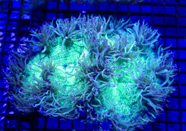 wholesale_coral - saltwater_fish saltwater_coral - rare corals - coralsdepot - Corals_Depot - live_corals - eye - catching - coral quality_marine_fish - quality - marine discoun