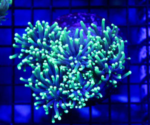 wholesale_coral - saltwater_fish saltwater_coral - rare corals - coralsdepot - Corals_Depot - live_corals - eye - catching - coral quality_marine_fish - quality - marine discoun