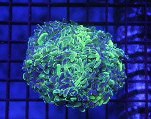 wholesale_coral - saltwater_fish saltwater_coral - rare corals - coralsdepot - Corals_Depot - live_corals - eye - catching - coral quality_marine_fish - quality - marine discoun