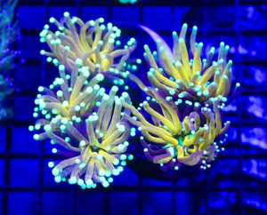 wholesale_coral - saltwater_fish saltwater_coral - rare corals - coralsdepot - Corals_Depot - live_corals - eye - catching - coral quality_marine_fish - quality - marine discoun
