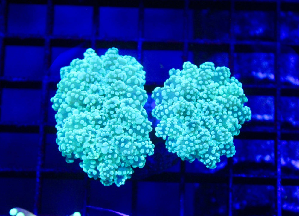 wholesale_coral - saltwater_fish saltwater_coral - rare corals - coralsdepot - Corals_Depot - live_corals - eye - catching - coral quality_marine_fish - quality - marine discoun