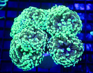 wholesale_coral - saltwater_fish saltwater_coral - rare corals - coralsdepot - Corals_Depot - live_corals - eye - catching - coral quality_marine_fish - quality - marine discoun
