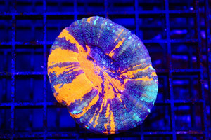 wholesale_coral - saltwater_fish saltwater_coral - rare corals - coralsdepot - Corals_Depot - live_corals - eye - catching - coral quality_marine_fish - quality - marine discoun